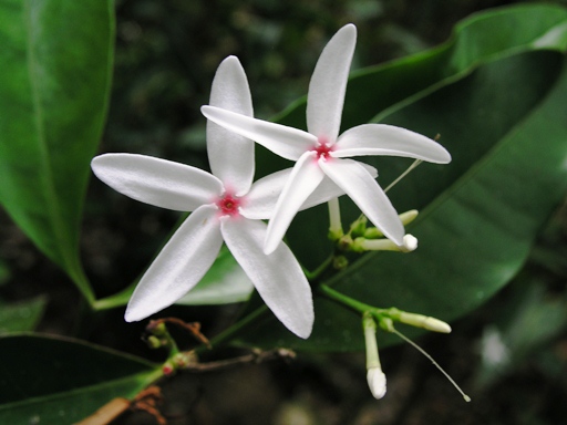พุดดง Kopsia arborea Blume<br/>APOCYNACEAE